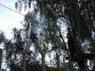 DSC00553.JPG