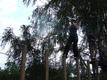 DSC00557.JPG